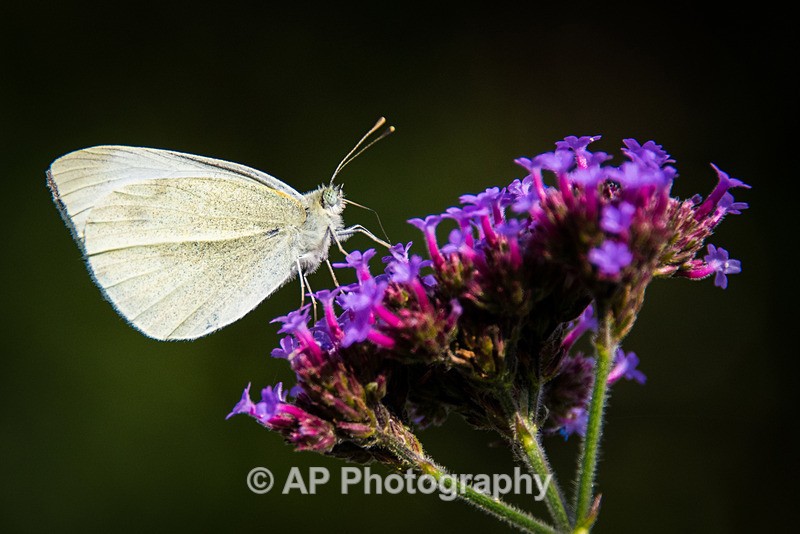 ACP_0830-2 copy - Butterflies