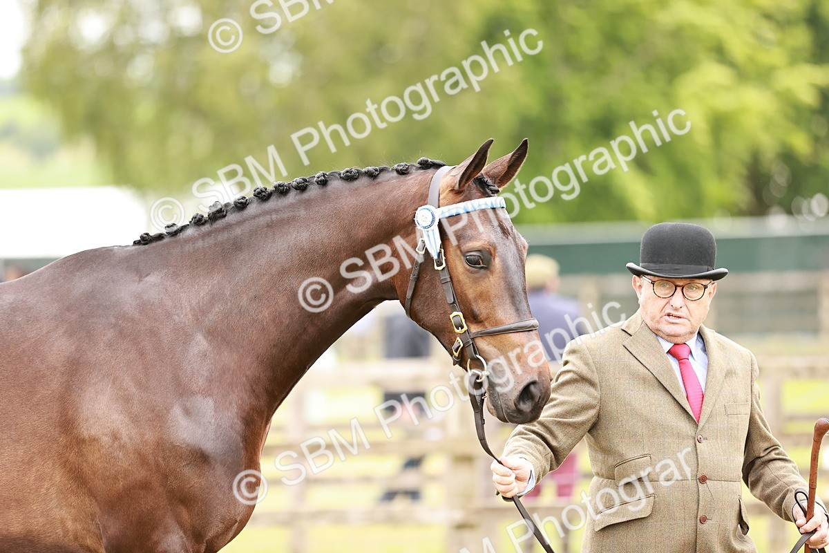 SBM_04758 - Class 35-38 Riding Horse Breeding