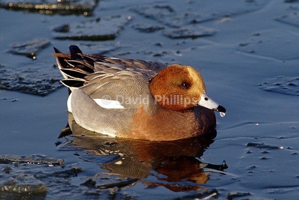Wigeon - Birds