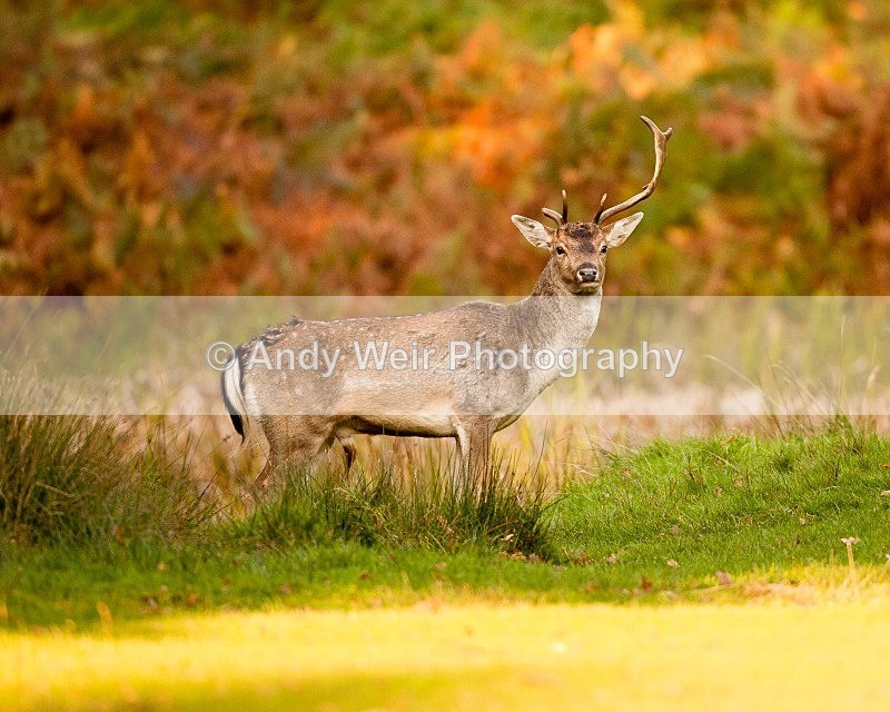 20111022-_MG_6705 - Fallow Deer