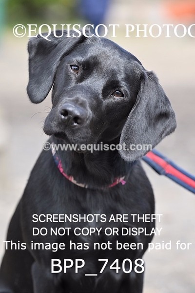 BPP_7408 - BLACK LAB