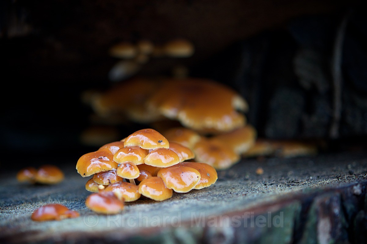  - Funghi