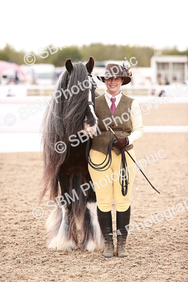 SBM_16193 - Class412 - Handsome Gelding (IH  or Ridden) Adult
