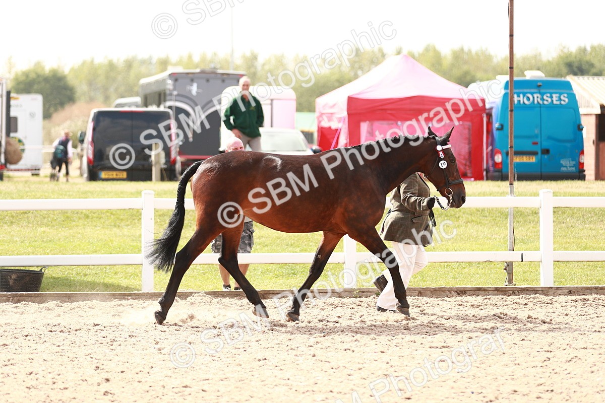 SBM_13218 - Class 208 IH Veteran Horse