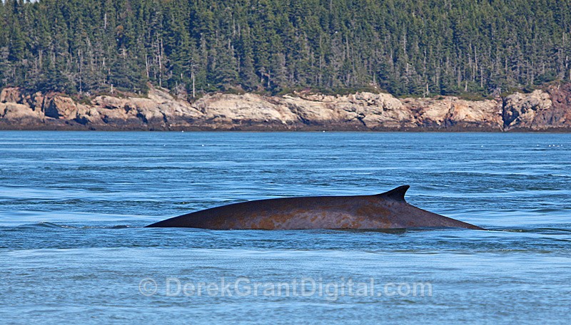 Finback Whale - Whales / Sea Mammals