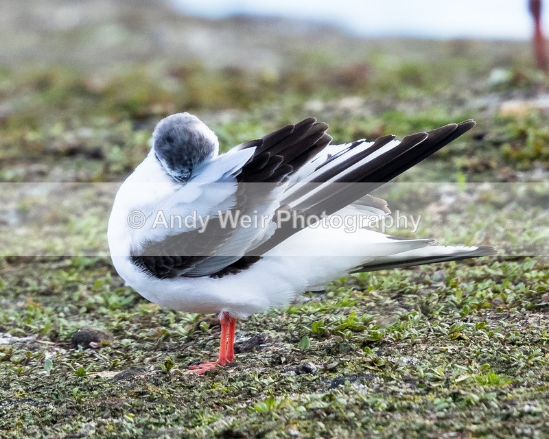 20160426-8E0A4413 - Gulls