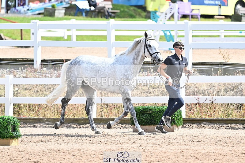 240717A-151507-02685 - Trot Up 3pm to 4pm