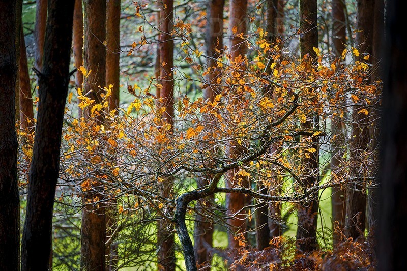 woodland lumen
