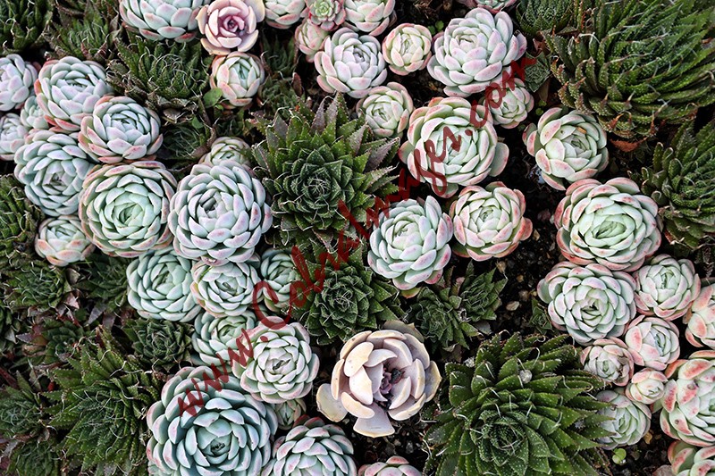 02 - Great Dixter, early November 2020