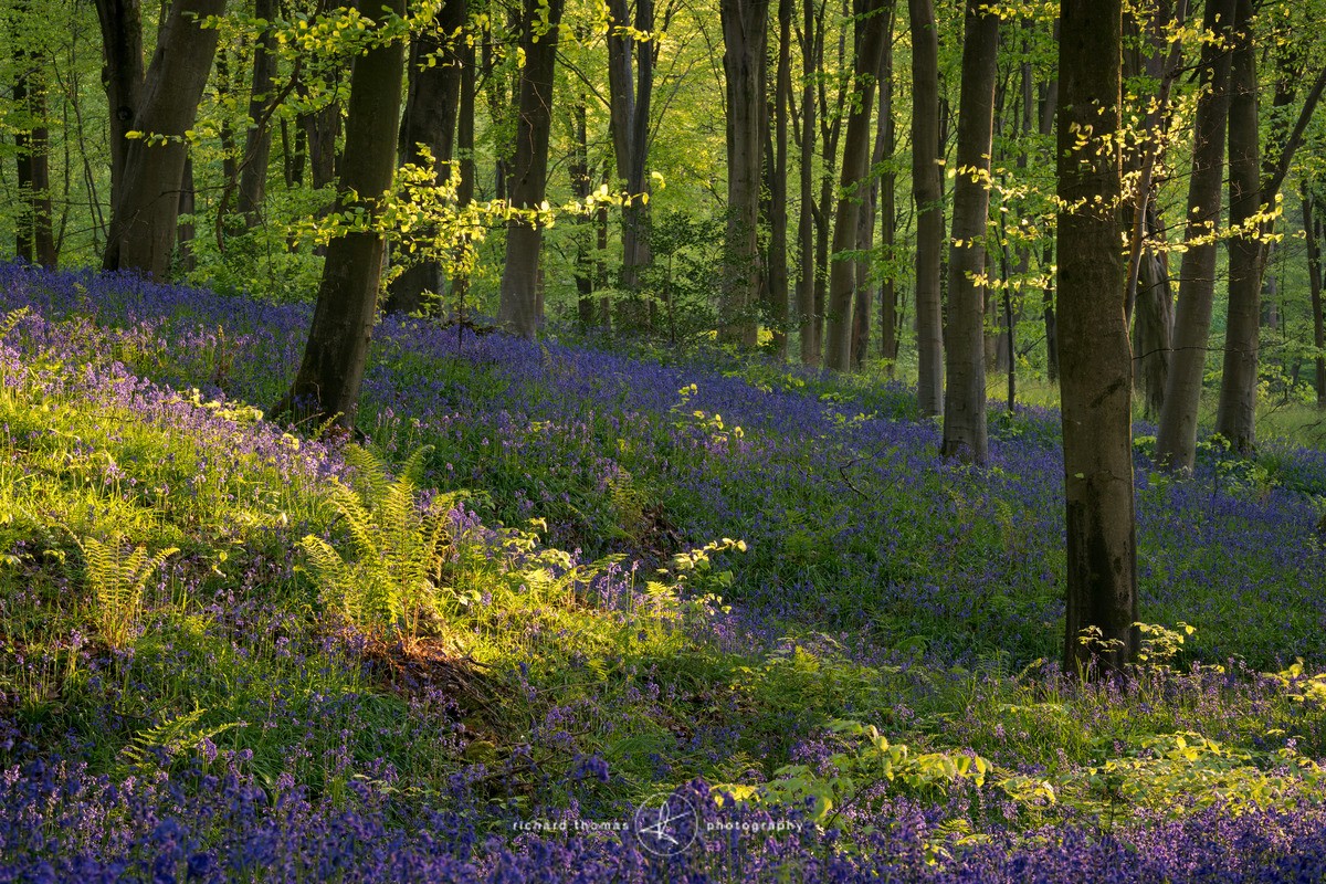 May evening Bluebell woods - BlueWood
