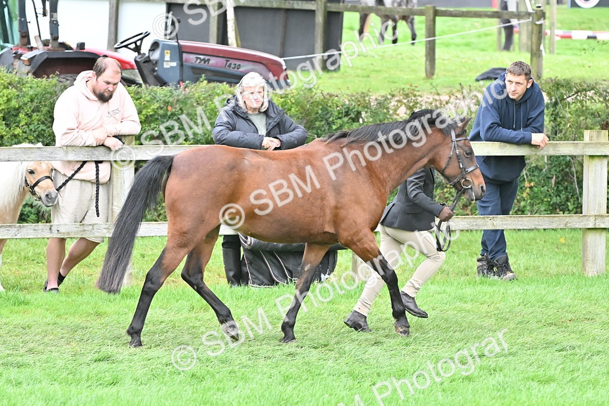 SBM_60999 - S48 - Mountain & Moorland In Hand Small Breeds