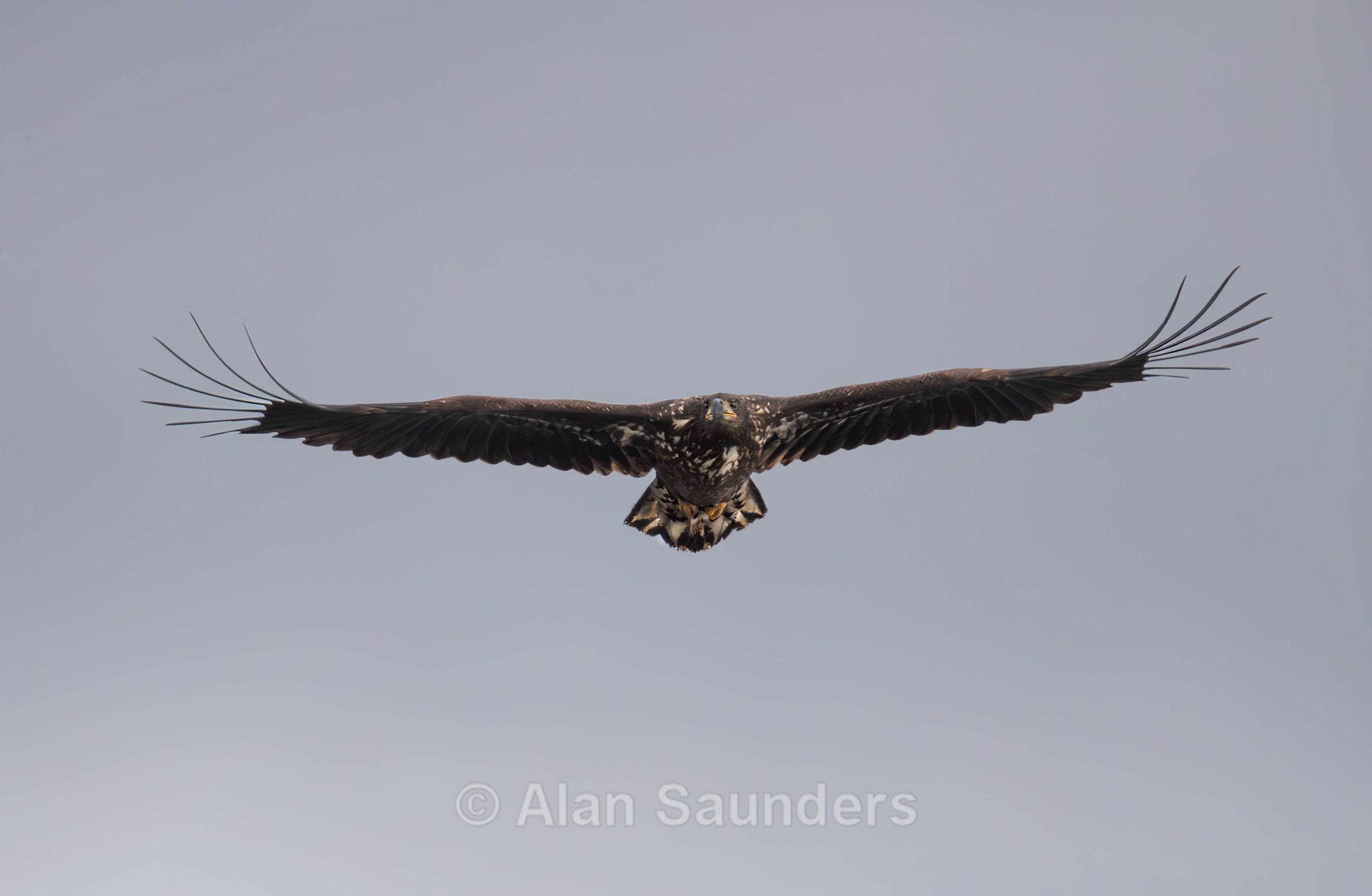 White Tailed Eagle 123