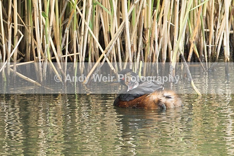 20120605-_MG_0125 - Black-necked Grebe