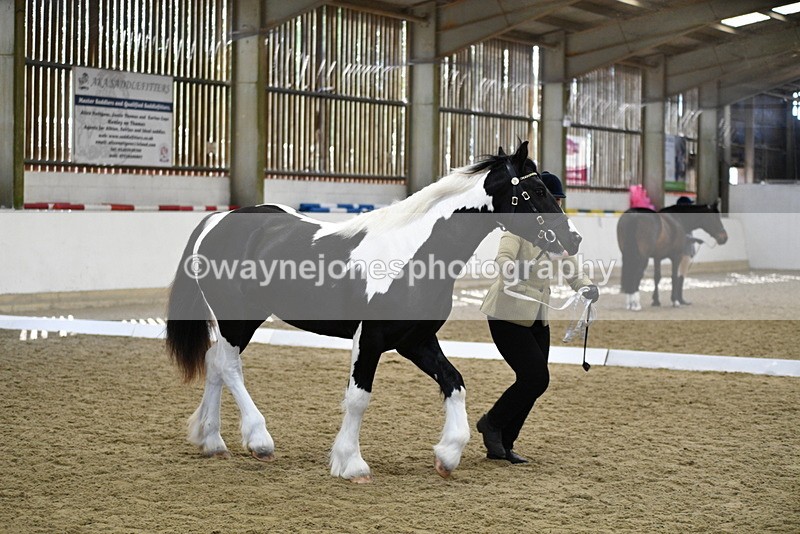 WJ5_4845 - Class 7 In hand coloured / odd coloured