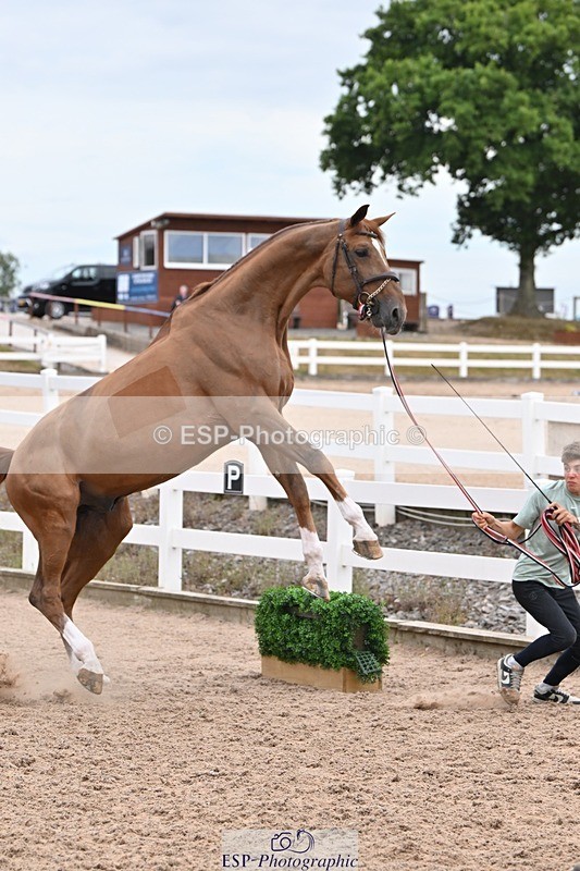 250716-143354-01205 - Trot Up 2.30 to 3.30