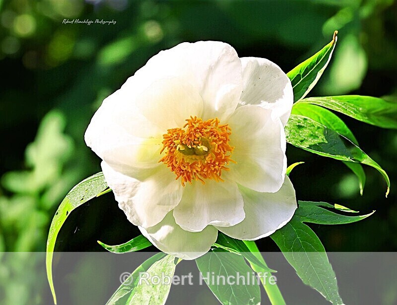 Peony imodii - United Kingdom