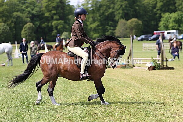 IMG_3446 - Working Hunter