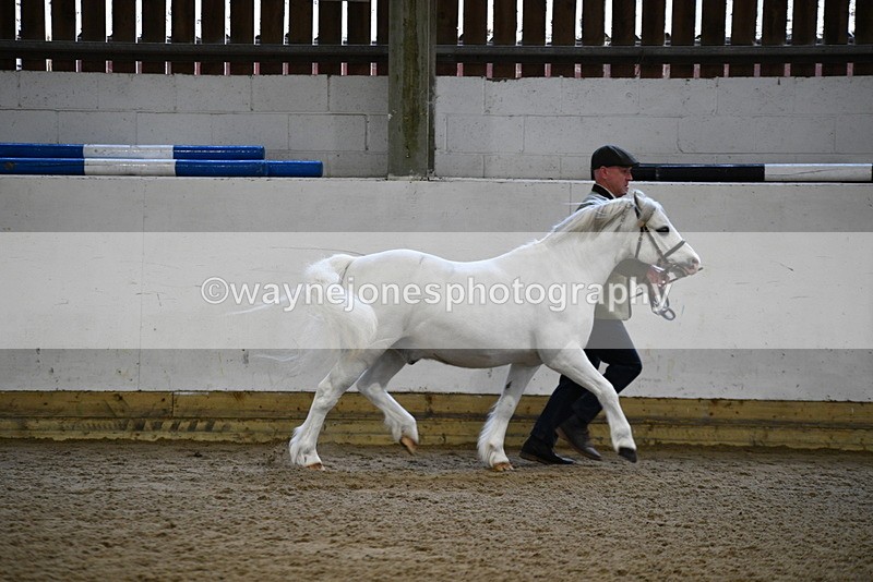 WJ5_5181 - Class 4 In hand M&M - small breeds