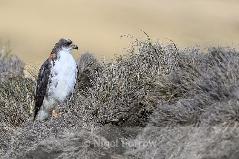 Variable Hawk adult female light morph, Johnson's Harbour, Falklands - Variable Hawk