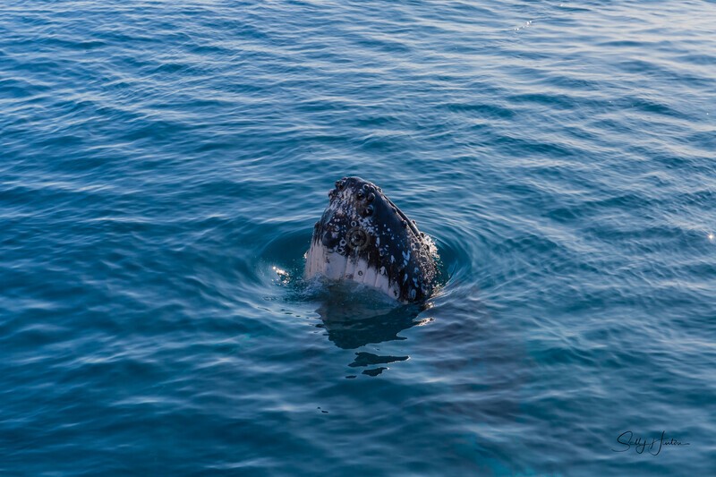 Spy Hop1 _16A7666 - Humpback Whales