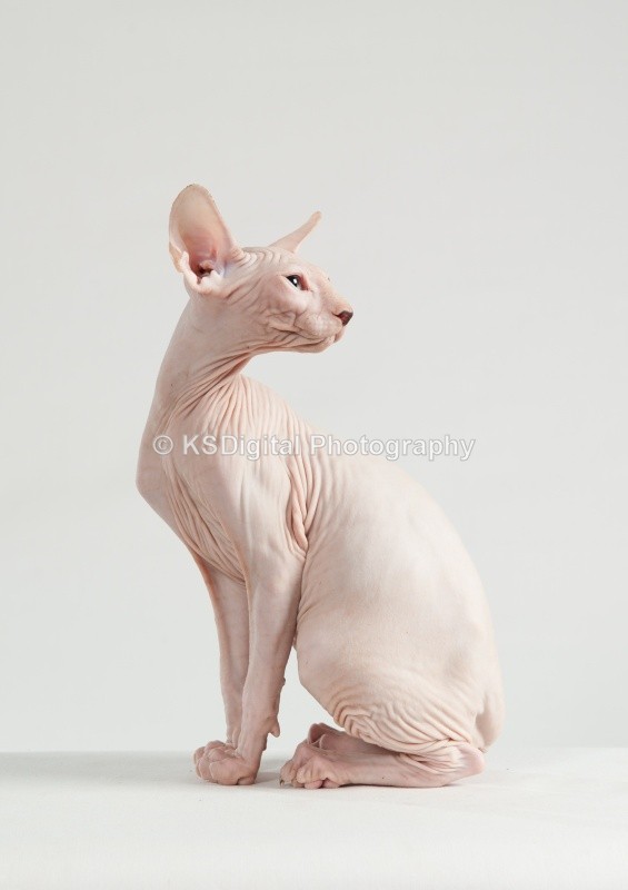  - Misfits Sphynx