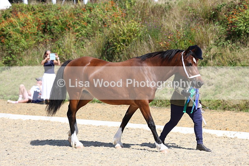 3E7A9793 - In Hand Championship