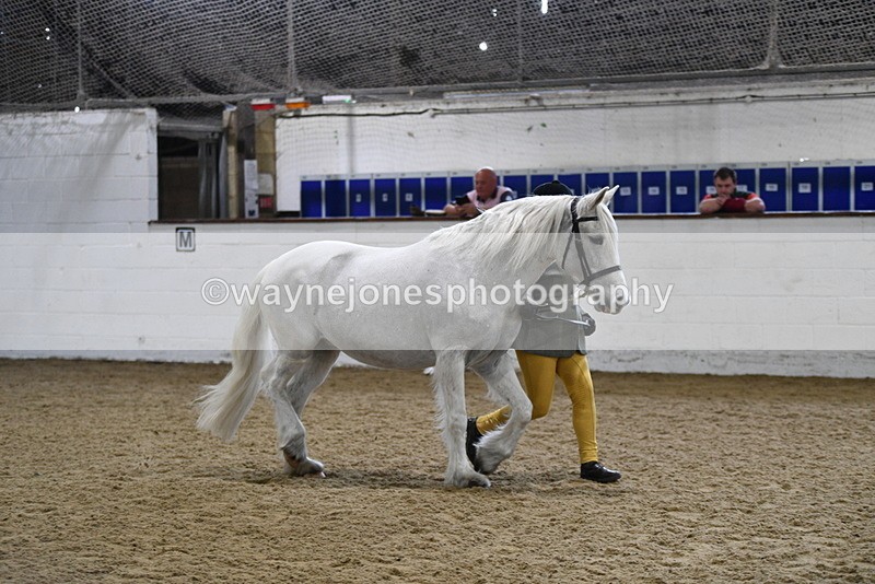 WJ5_4619 - Class 3 Part Bred In hand