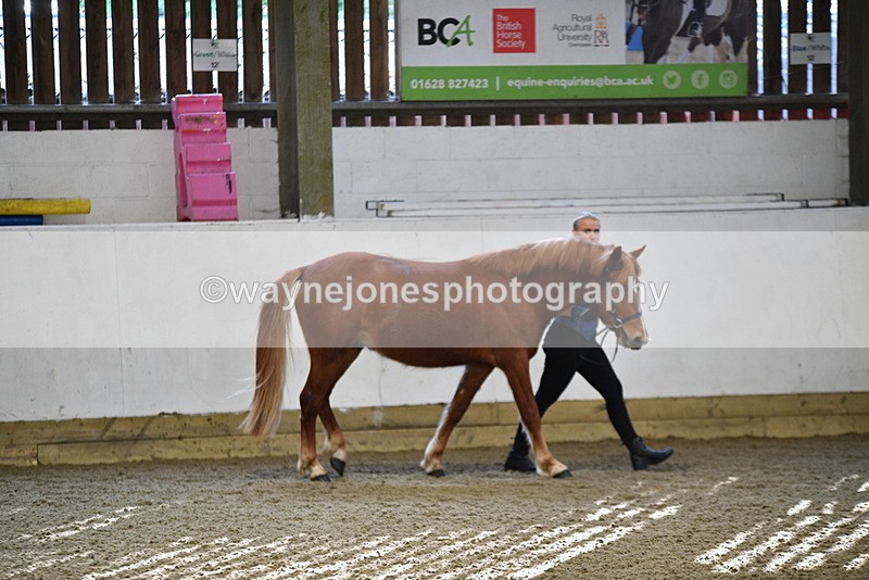 WJ5_3361 - Class 1 Youngstock