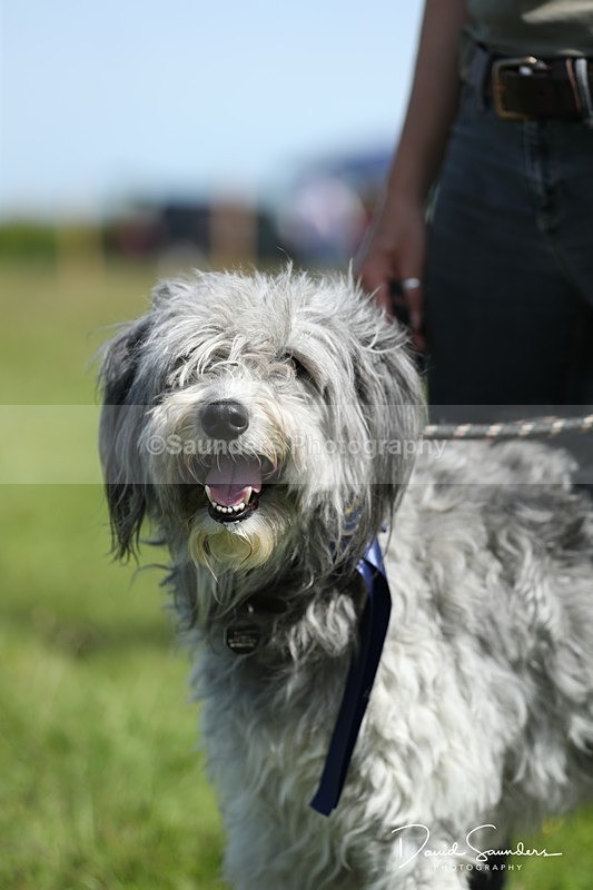 SPXX0577 - Dog show