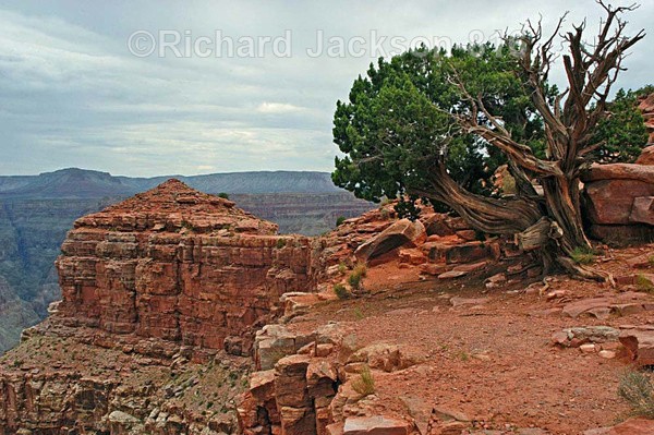 Life on the edge - Grand Canyon - west rim