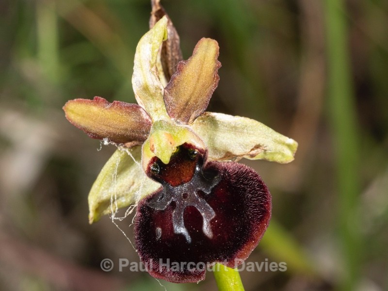 Ophrys sphegodes ssp majellensis (Ophrys passionis ssp majellensis)  - Wild Orchids 2021