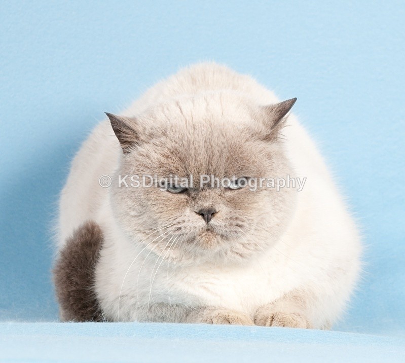  - Windymeadow British Shorthairs & Exotics