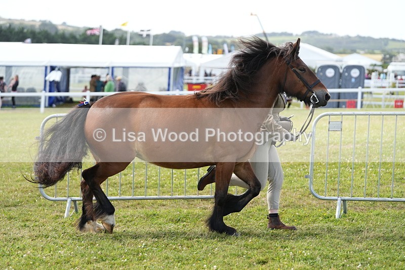 DSC05737 - Class 51: NPS M&M 4 years and over Large Breeds
