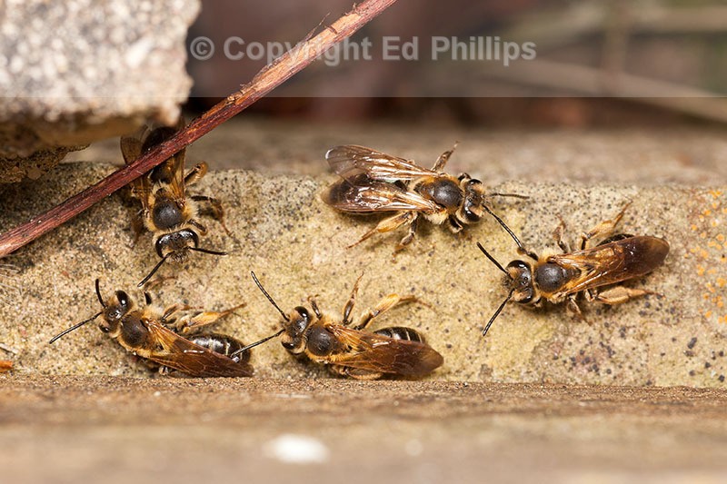 Andrena bucephala (f)