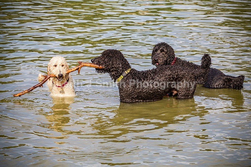 0KJS9354 - Dogs in Abington Park