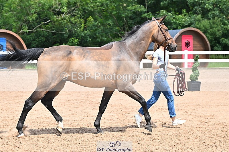 240718A-105304-01530 - Trot Up 12pm to 1pm