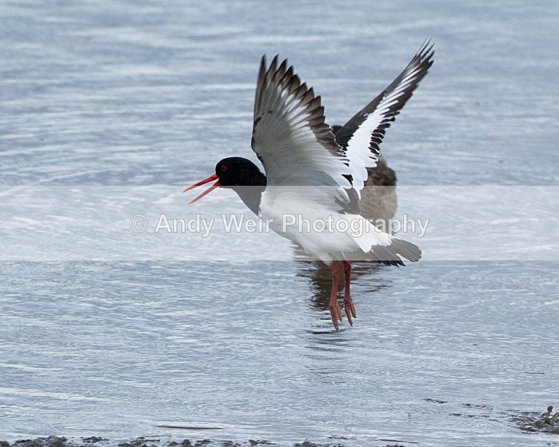 20110618-IMG_5953 - Oyster Catcher