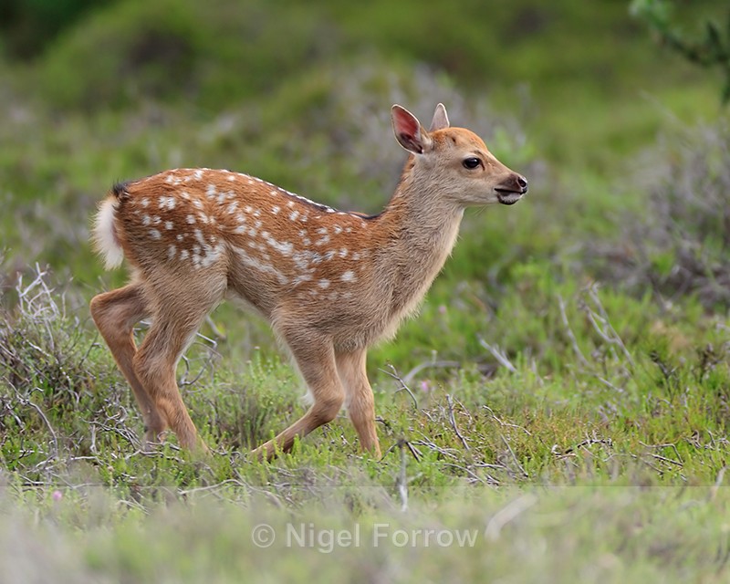 Young Sika Deer running, Arne RSPB - Deer