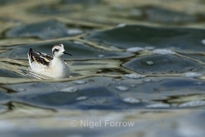 Red-necked Phalarope (juvenile), Farmoor - Red-necked Phalarope