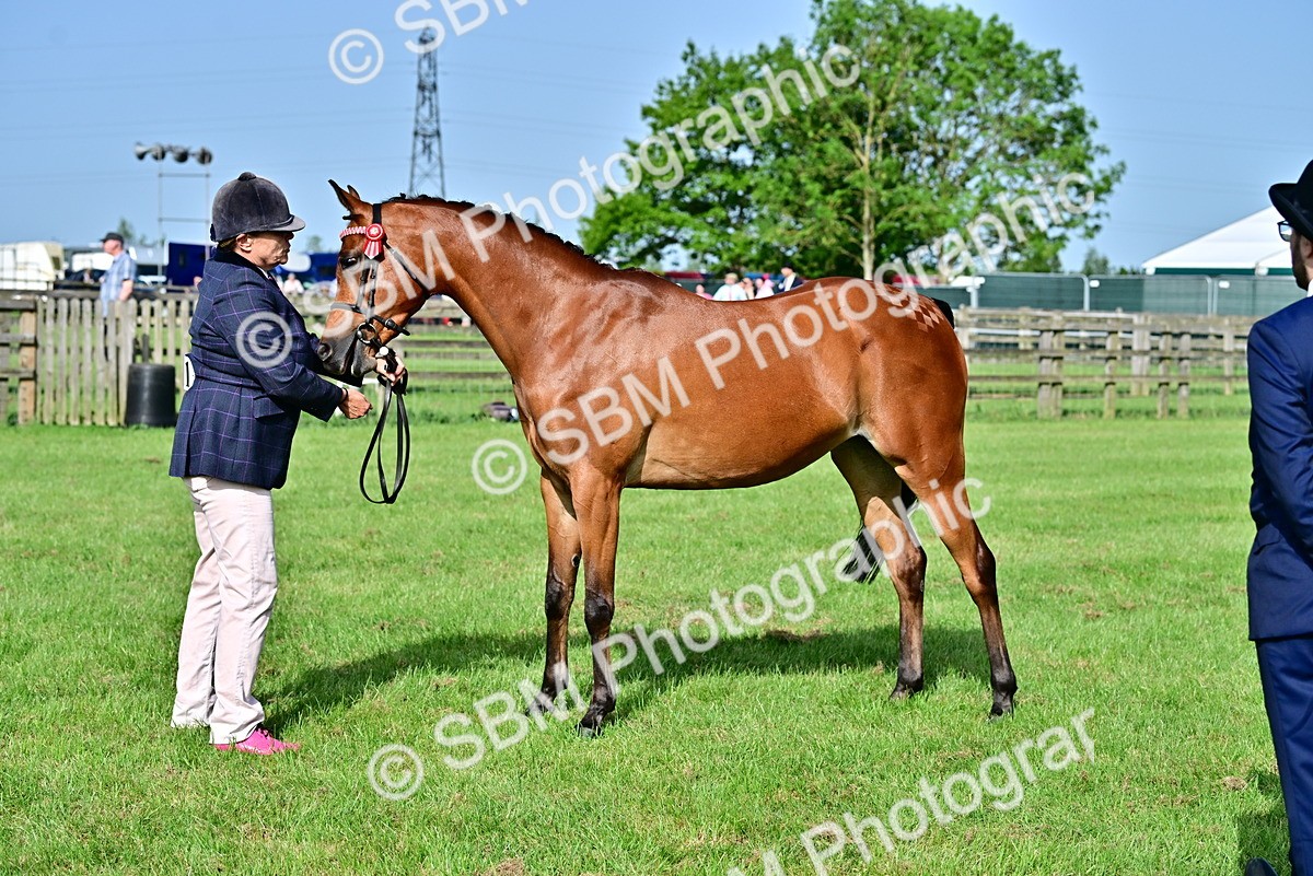 SBM_00965 - Class 46-49 - Arab and Part Bed-Anglo Arab In Hand
