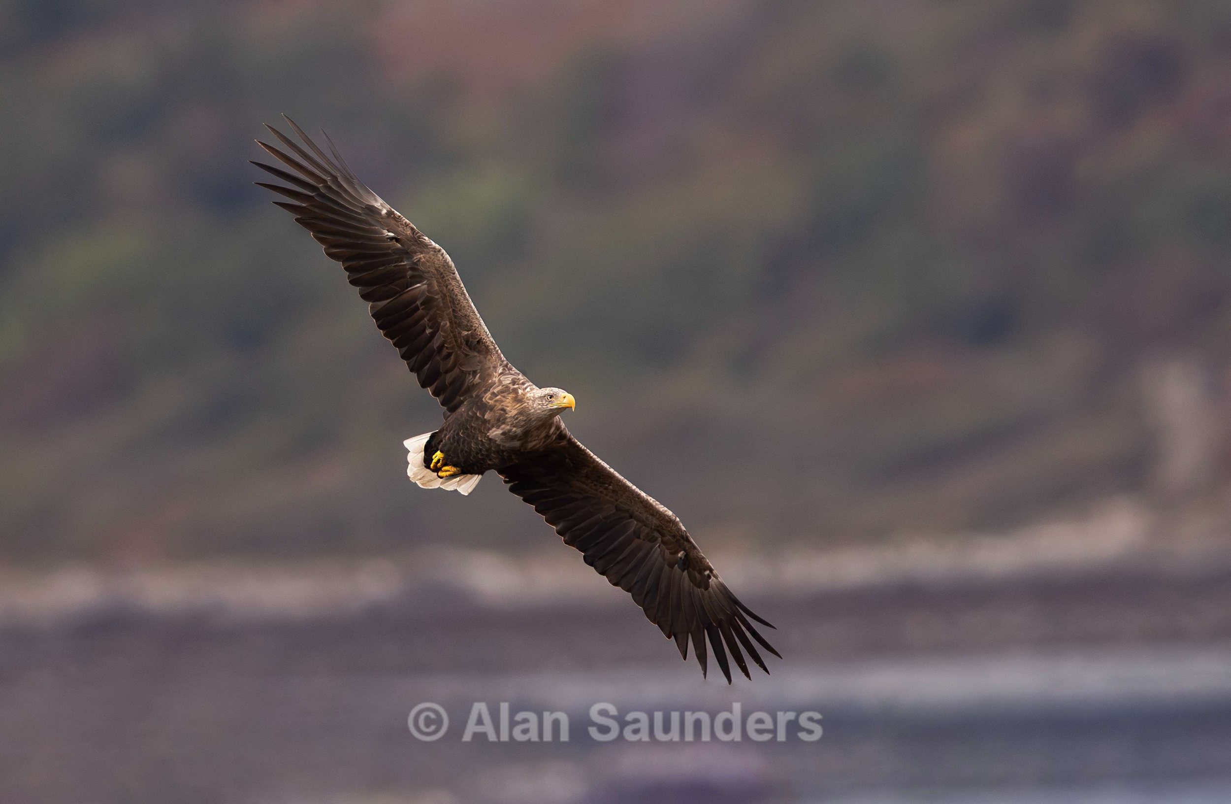 White Tailed Eagle 115