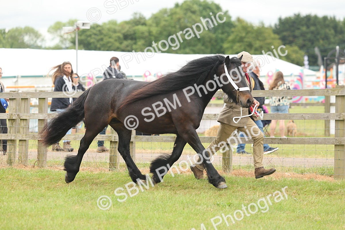 SBM_05049 - Class 50-57 - M&M Welsh Pony In Hand