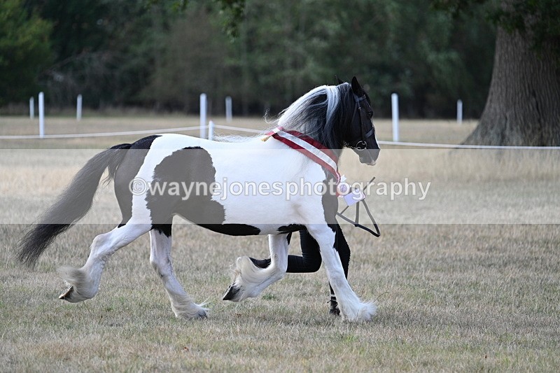 WJ7_8409 - In-hand Championship