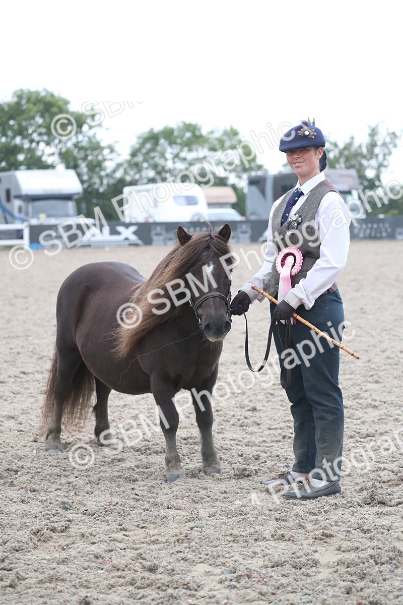 SBM_18013 - Class 317 IH Pure bred Horse/Pony