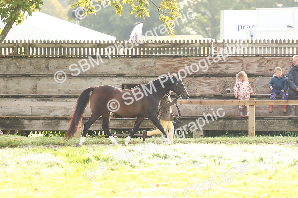 SBM_54804 - S39 - Starters In Hand Showing