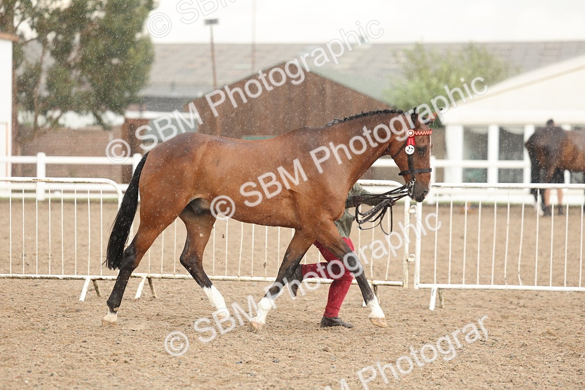 SBM_07747 - Class 27 - IH Competition Horse/Pony