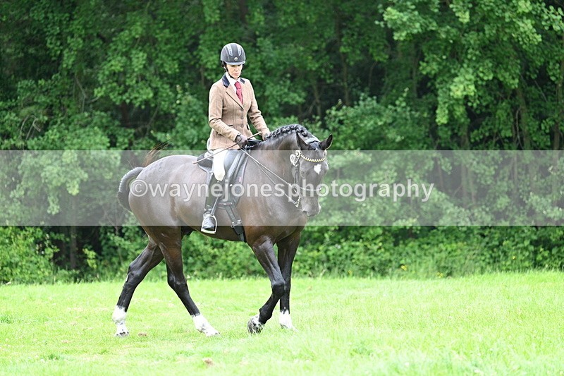 WJ7_4099 - Class 14A Handsome Gelding
