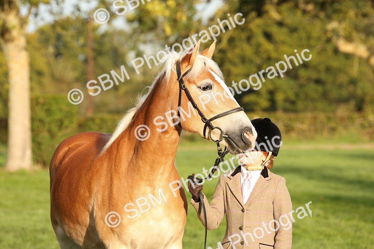 SBM_54451 - S51 - Foreign Breeds In Hand