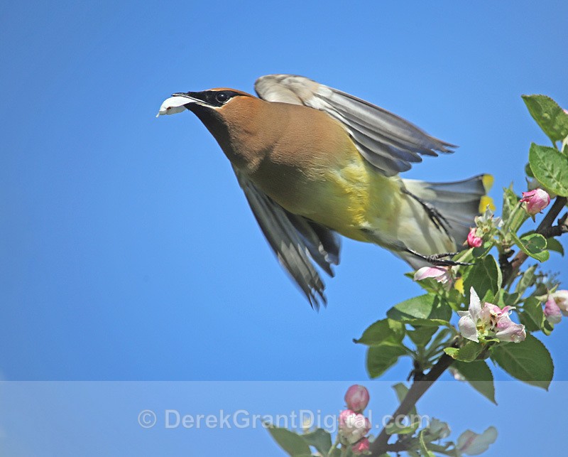 Bombycilla cedrorum - Birds of Atlantic Canada