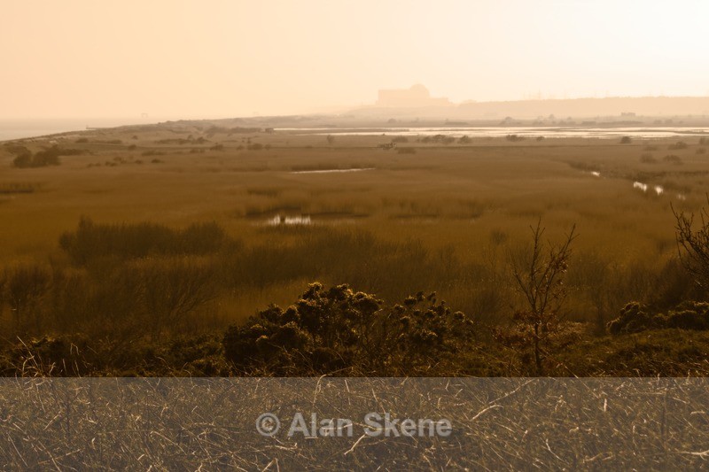 DSC02740 - Suffolk